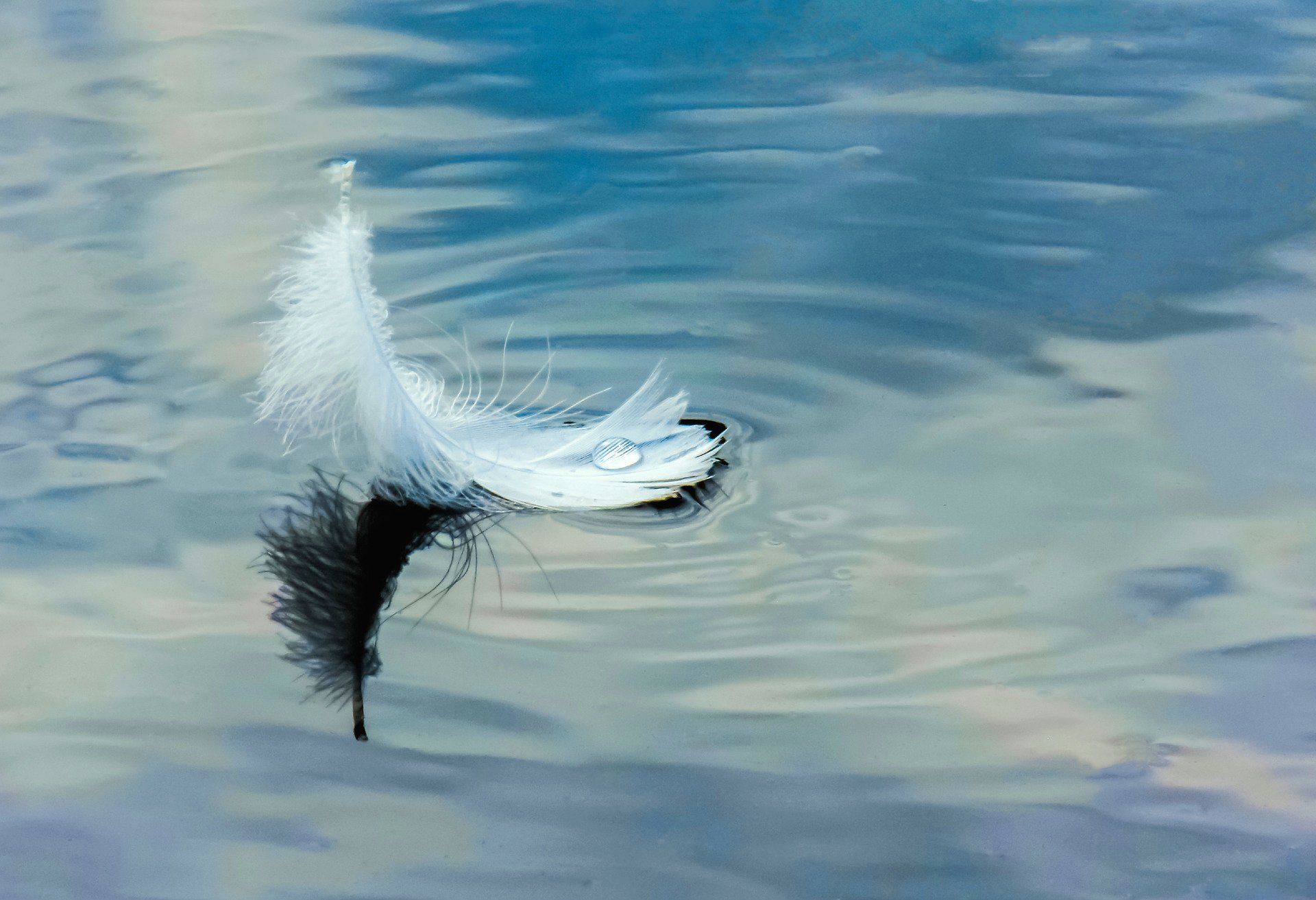 Feder auf Wasser © Dmitrii Bardadim, pixabay.com