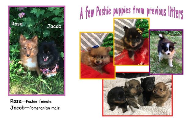 Maltipoo Akc Toy Poodle Maltese Pomapoo Puppies For Sale Interlochen Michigan