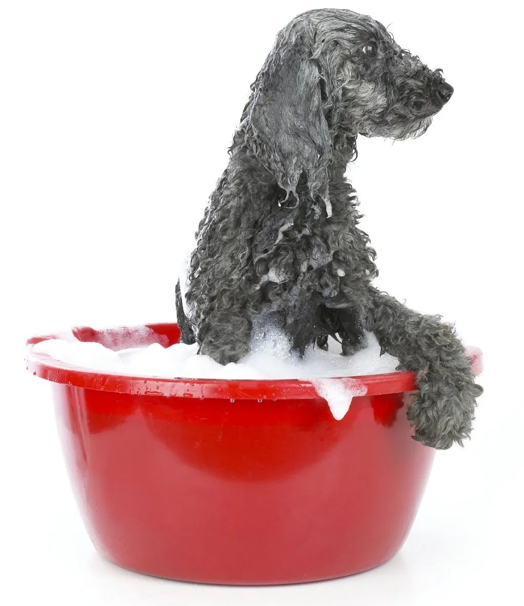 Wellness für Hunde