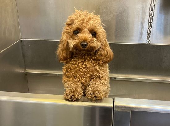 Wellness für Hunde