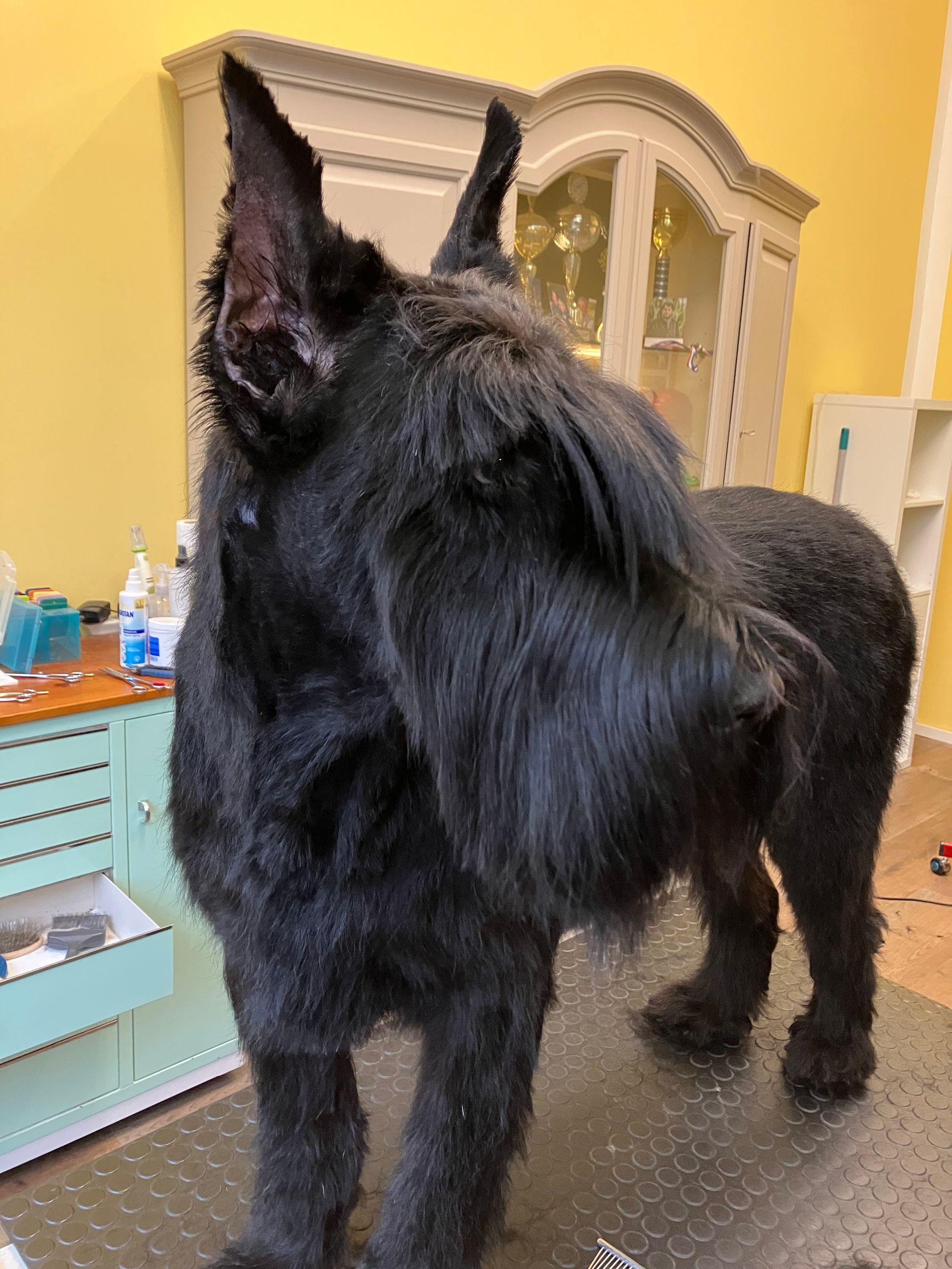 Russischer Schnauzer