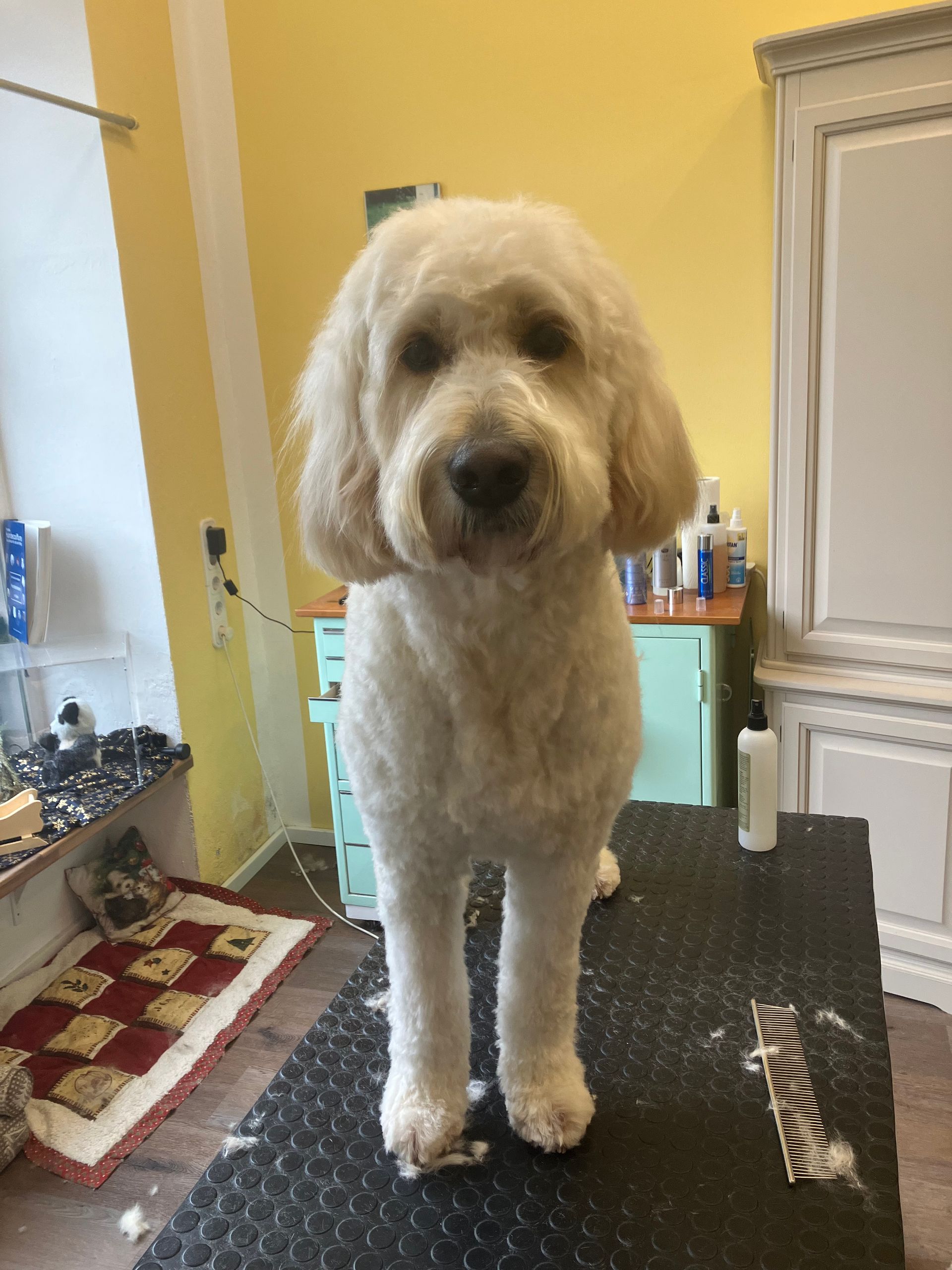 Goldendoodle nach dem Schneiden