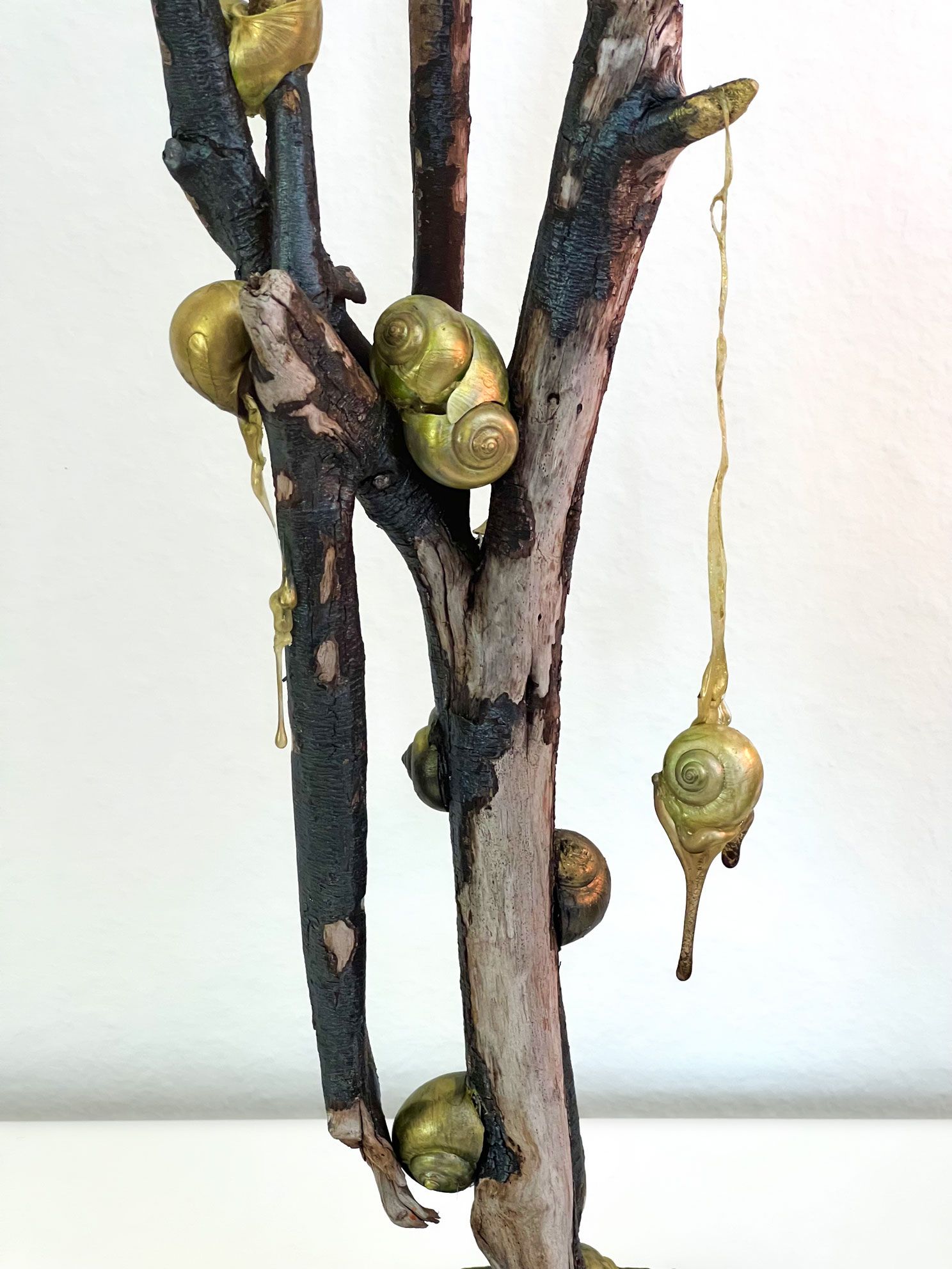 Detailansicht: Schwemmholzast mit anthrazitfarbener Rinde, Schneckenreste herum drapiert und abgeseilt