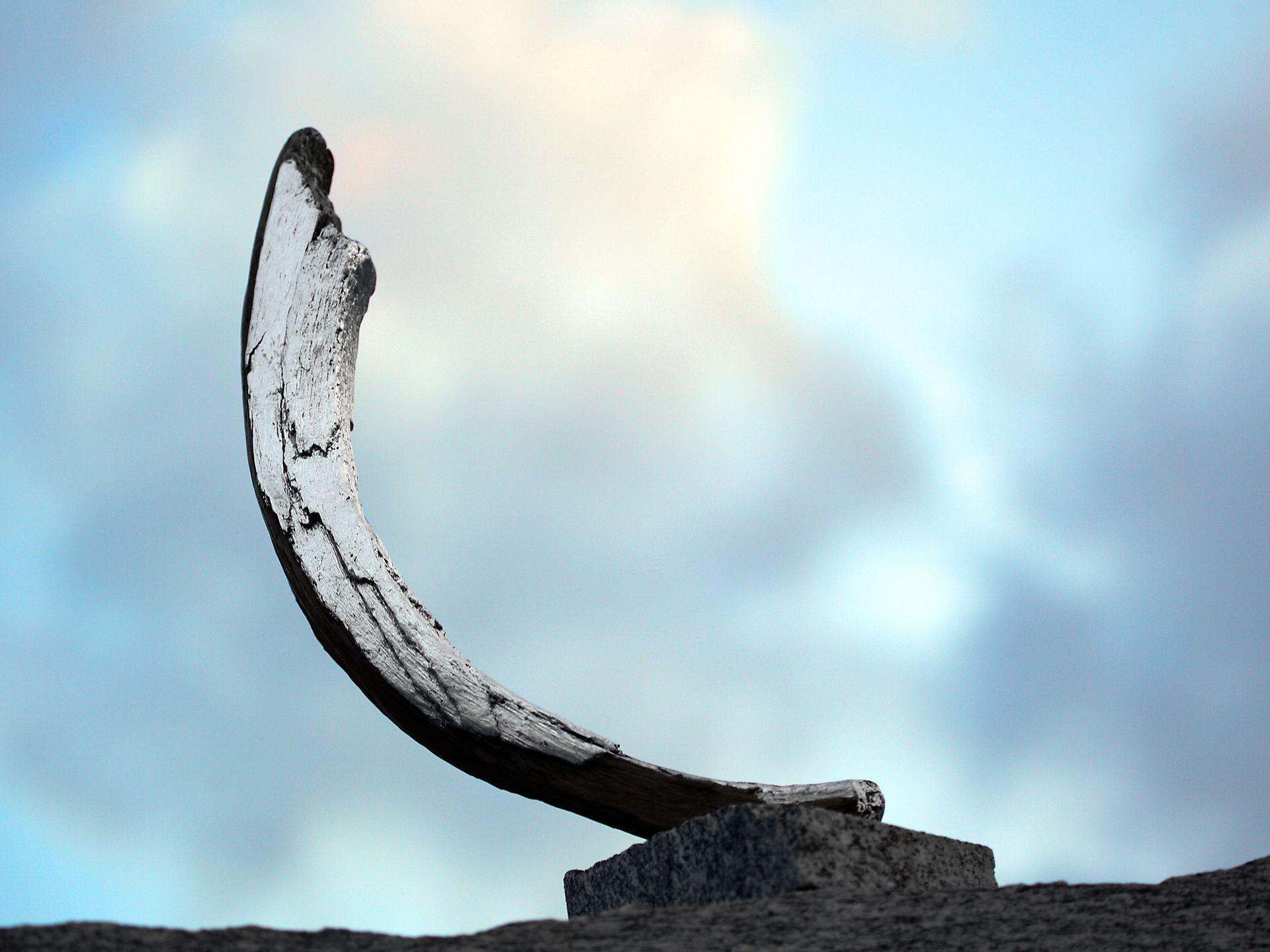 Sichel Luna
Eichenholz ausgewaschen beschichtet mit Blattmetall silber, Hauch gold