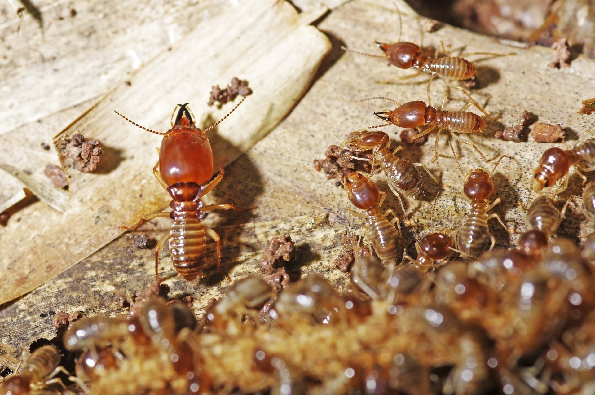 Solignum Termites