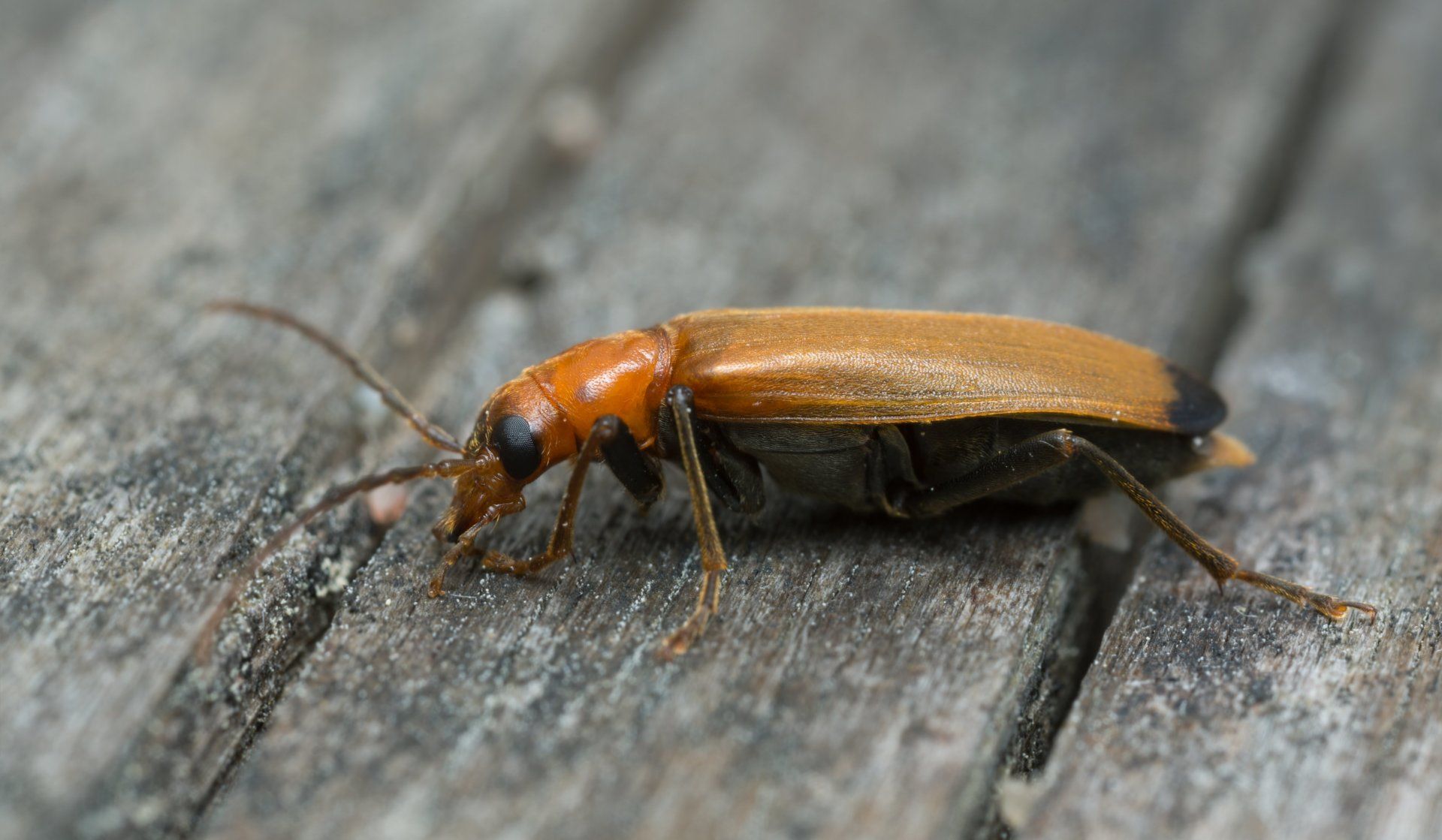 Examples Of Boring Insects