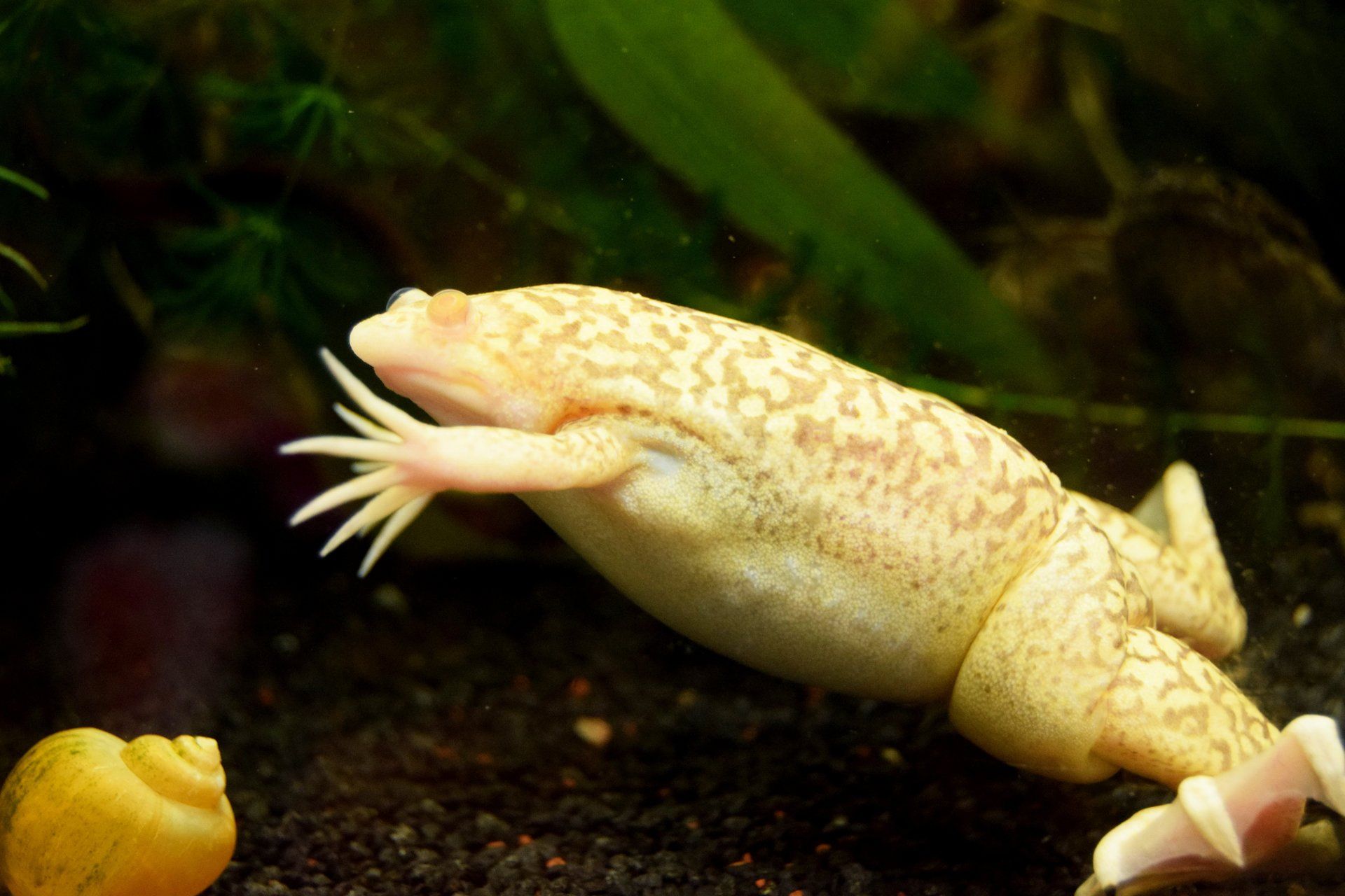 Amphibien
