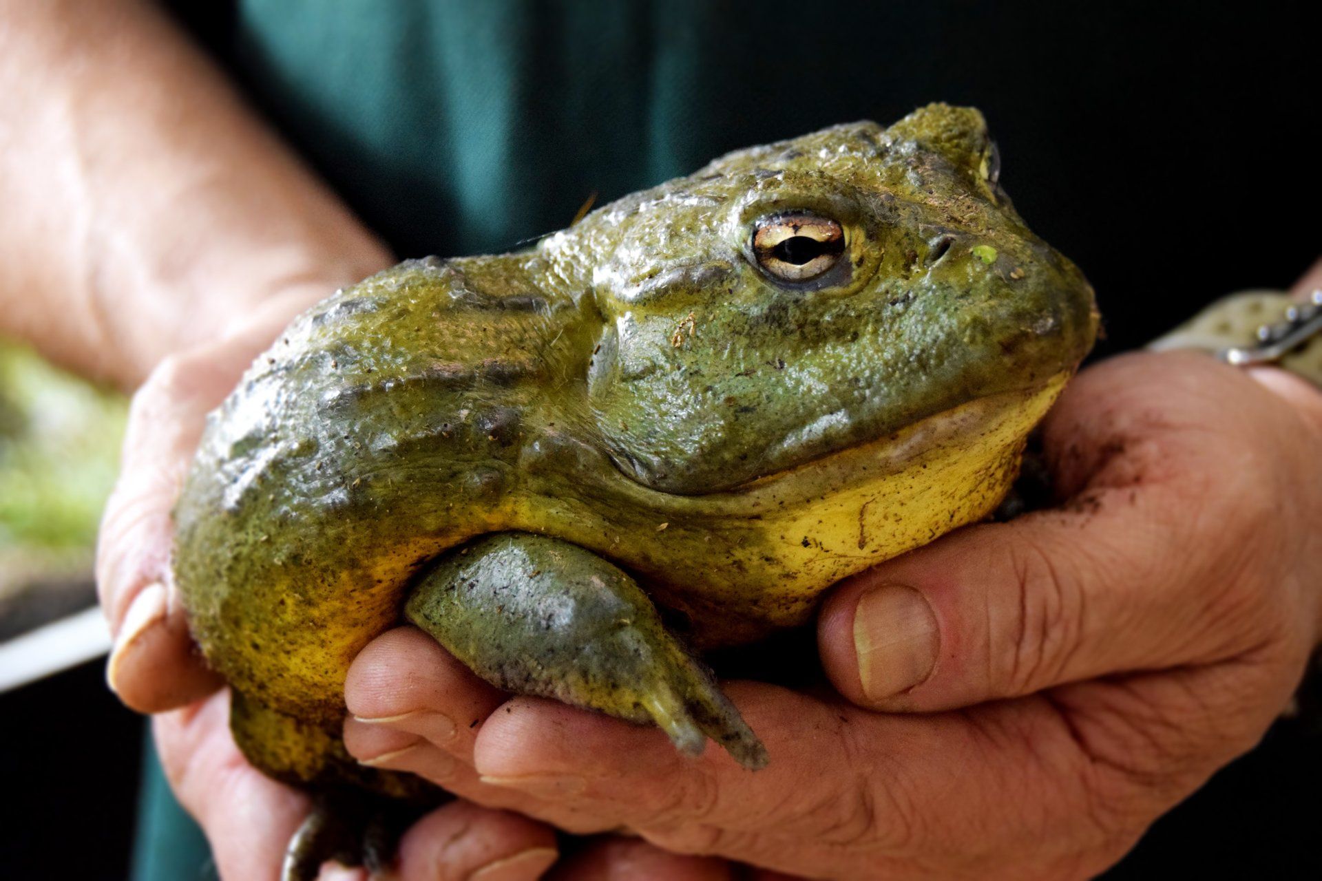 Amphibien