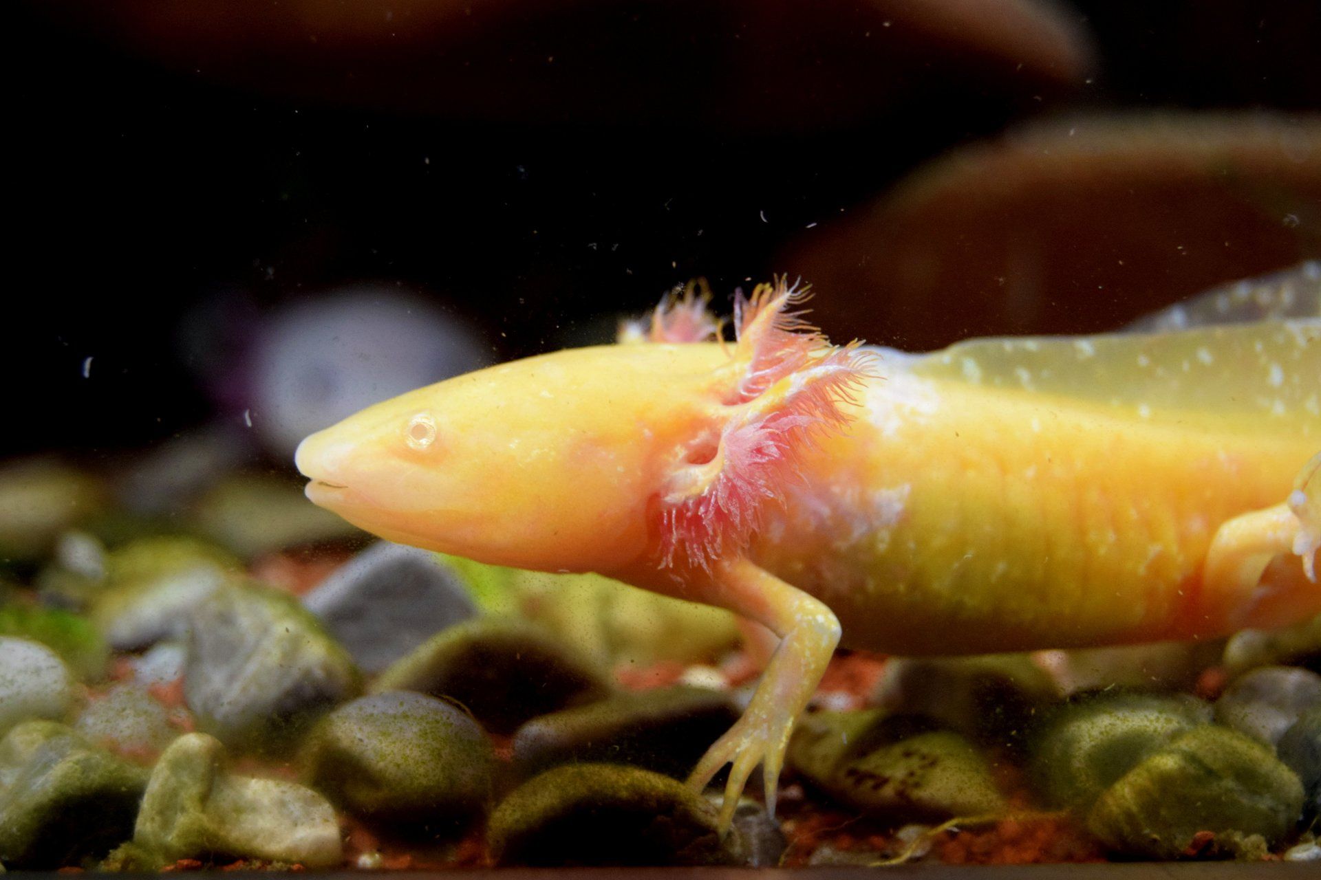 Amphibien