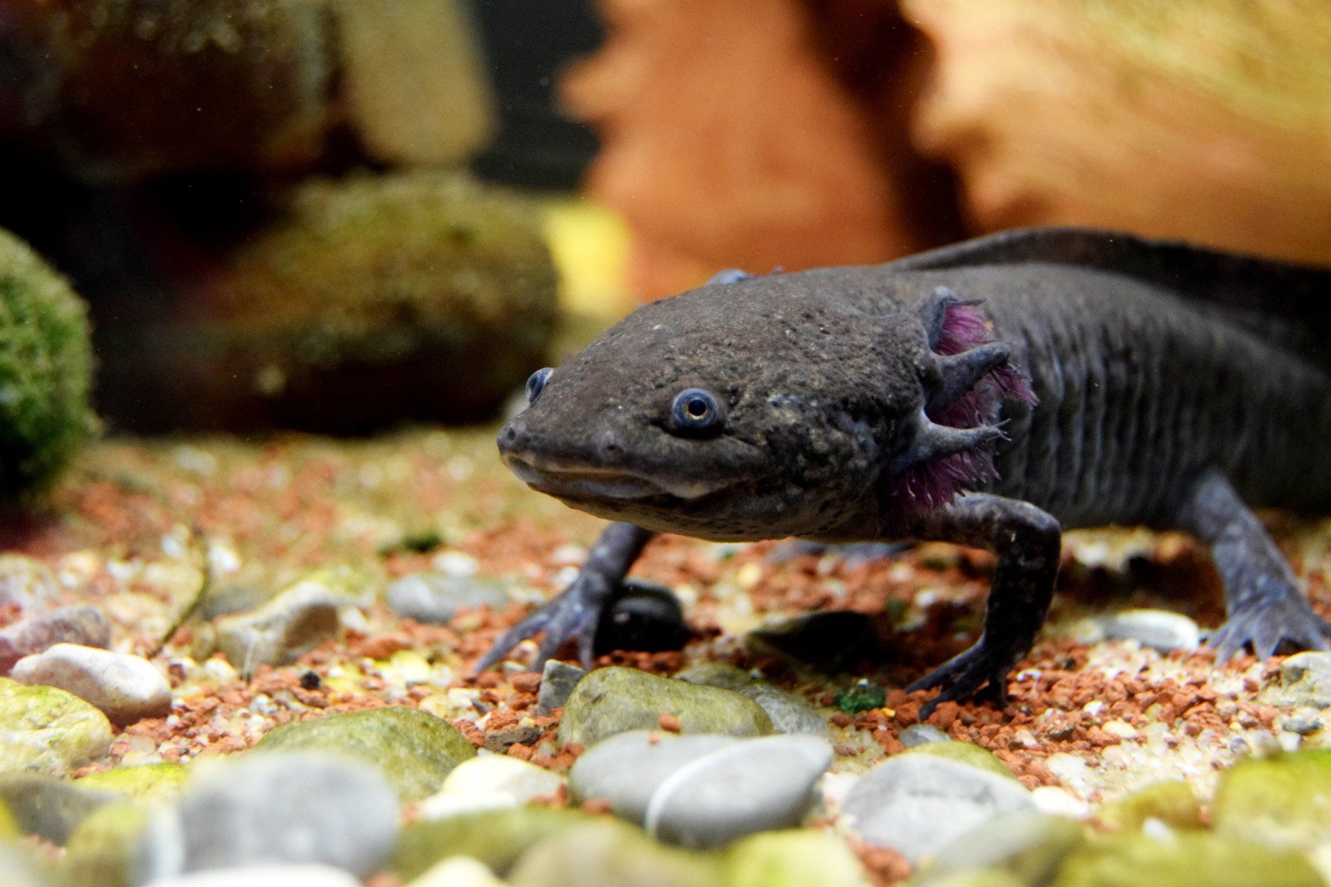 Amphibien