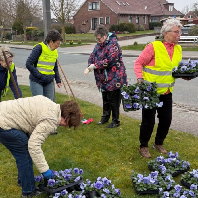 Frisch gelieferte Stiefmütterchen vom Pflanzencenter Diekmann in Dornum