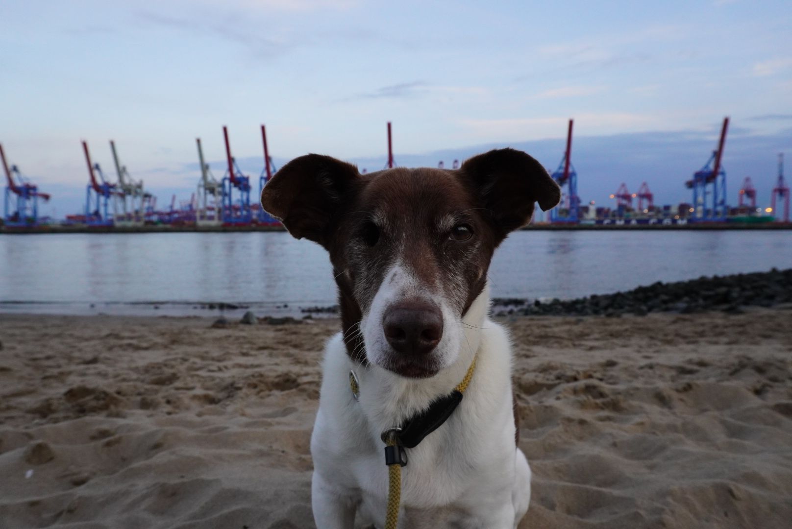 Hund sitzt am Elbstrand