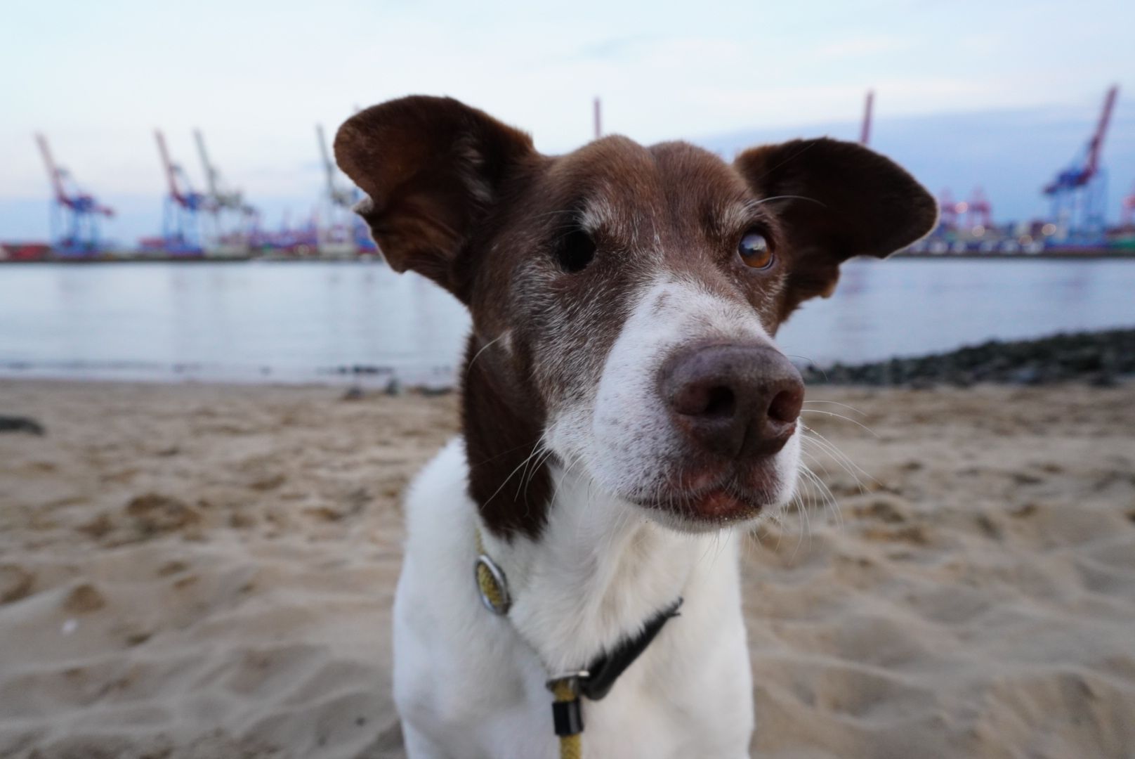 Hund sitzt am Elbstrand in Hamburg