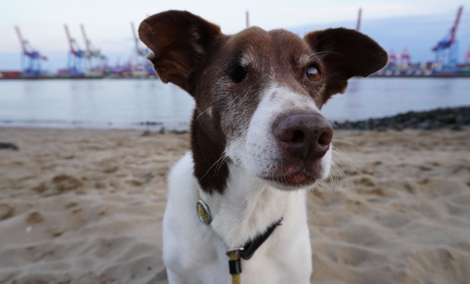 Hund sitzt am Elbstrand in Hamburg