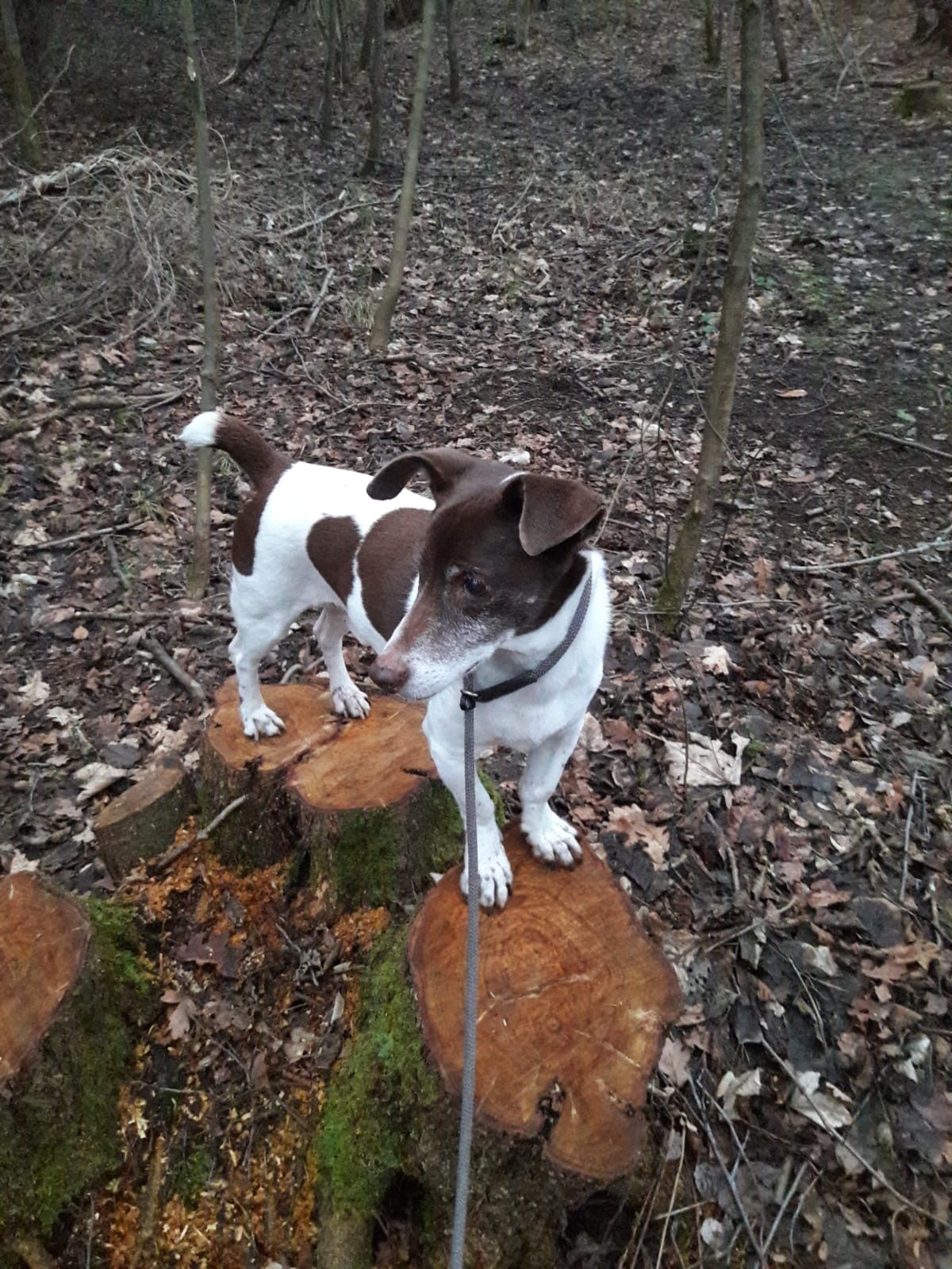 Hund steht auf einem Baumstamm