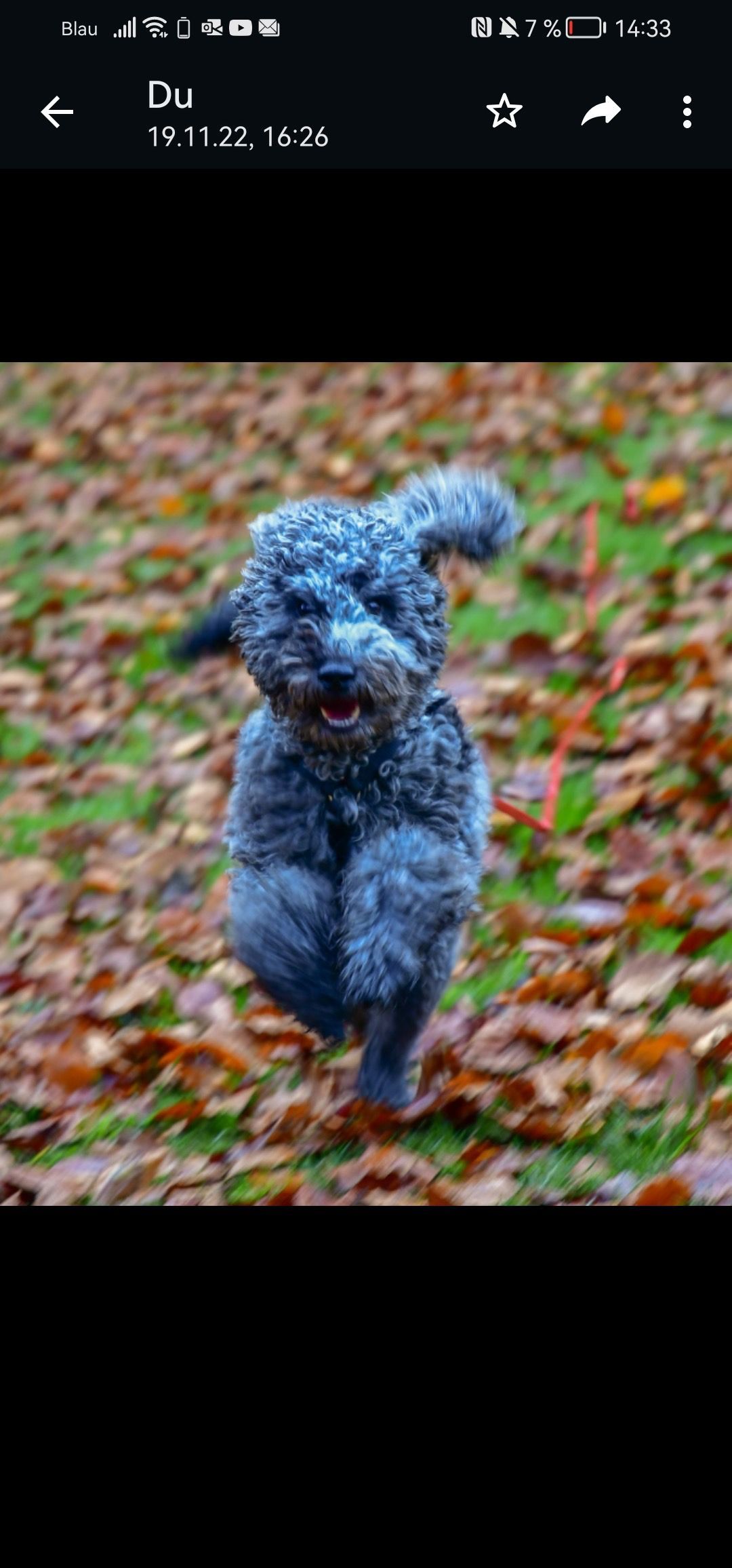 pudel läuft durchs Laub
