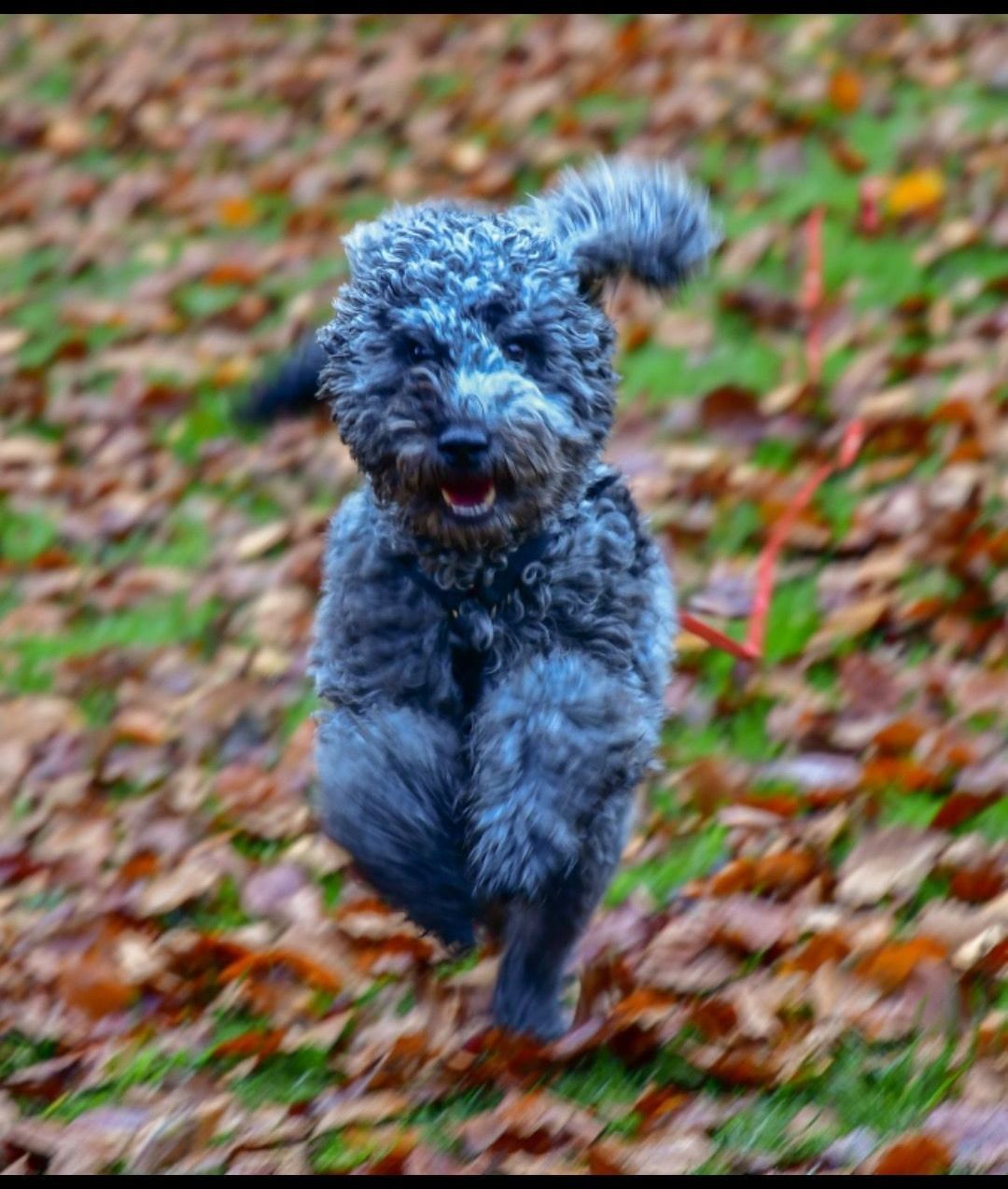 Pudel läuft durchs Laub