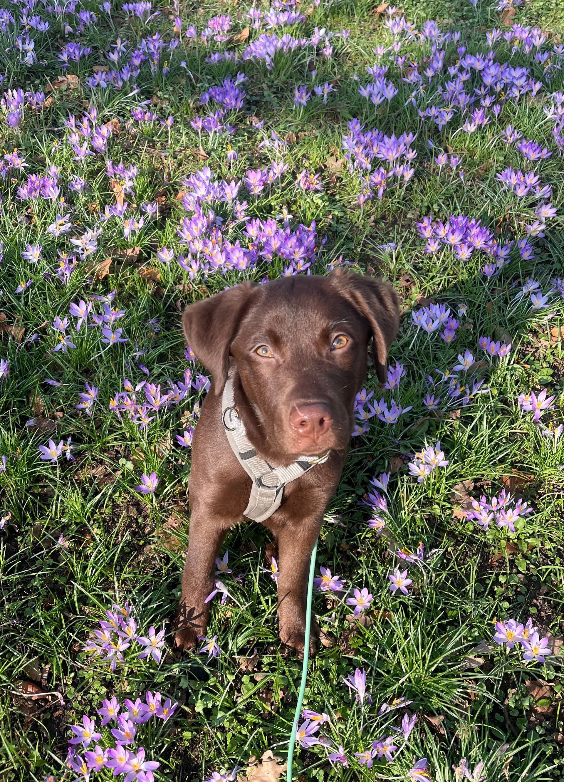 Junger brauner Labrador guckt in die Kamera