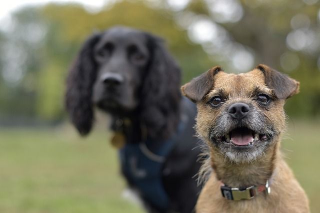 zwei Hunde gucken in die Kamera