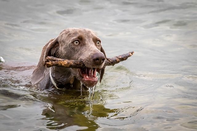 Weimeraner holt einen Stock aus dem Wasser