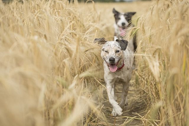 Zwei Hunde laufen durch ein Getreidefeld