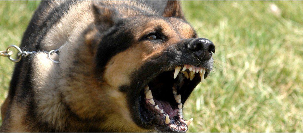 Guard Dogs from Devon and Cornwall Security