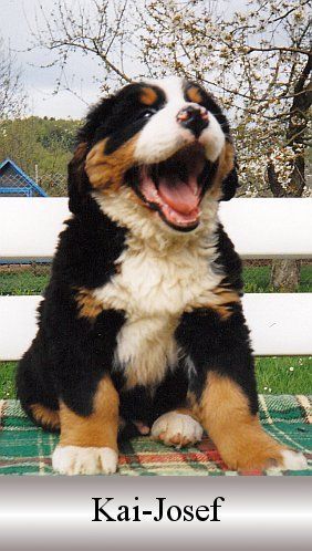 Ausgezeichnete Berner Sennenhunde Und Welpen Aus Thuringen