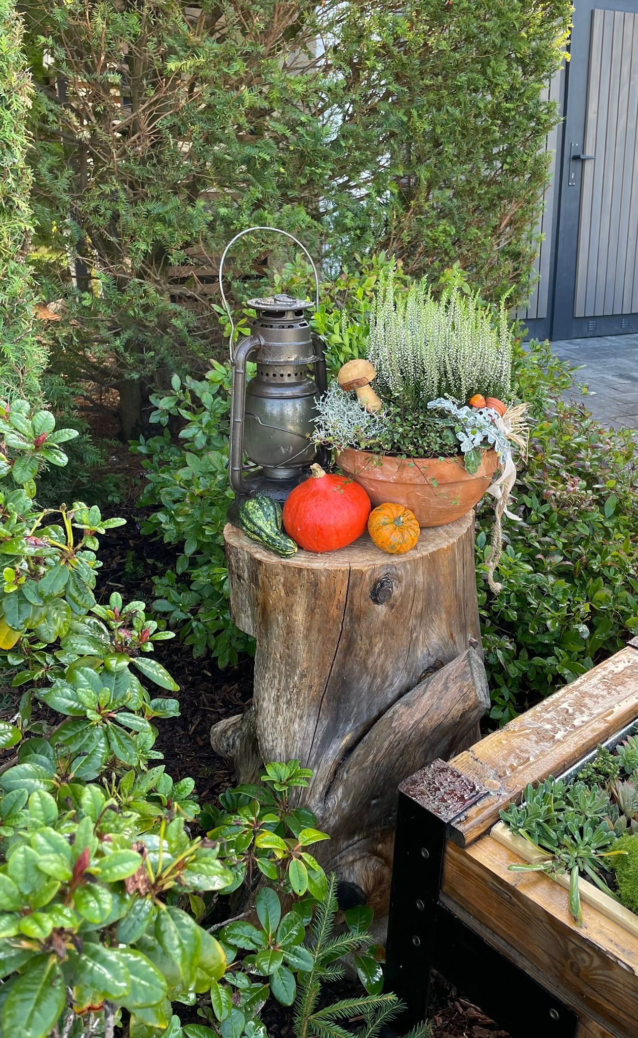 Ein Baumstumpf mit Kürbissen und Laterne neben Laubsträuchern und einer Holzterrasse.