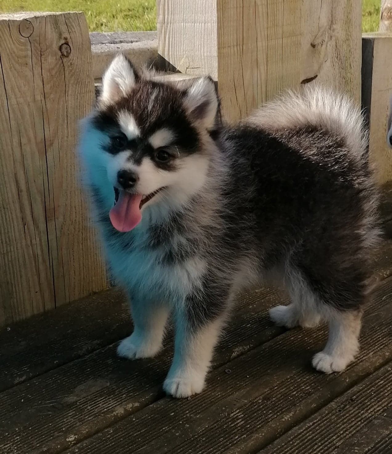 Elevage Pomsky France /chiot Pomsky France/pomsky Bretagne