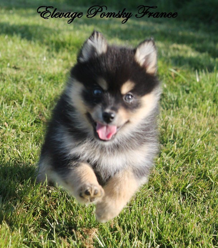 elevage pomsky france /chiot pomsky france/pomsky bretagne