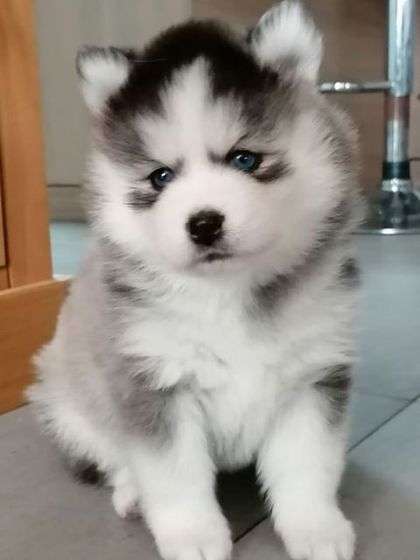 Elevage Pomsky France Chiot Pomsky France Pomsky Bretagne