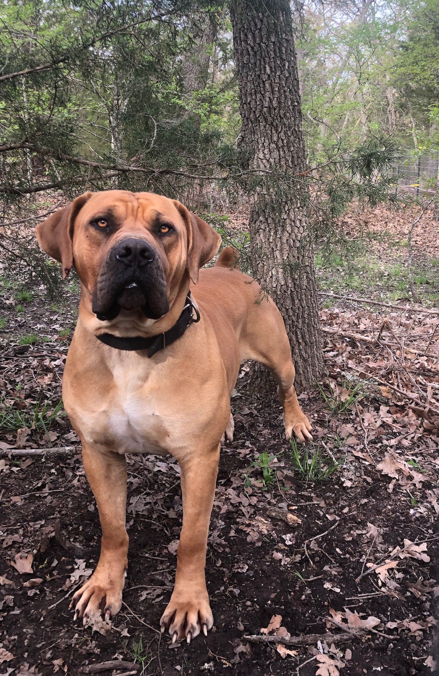 Texas Leontix Boerboels, South African Boerboels in Texas.