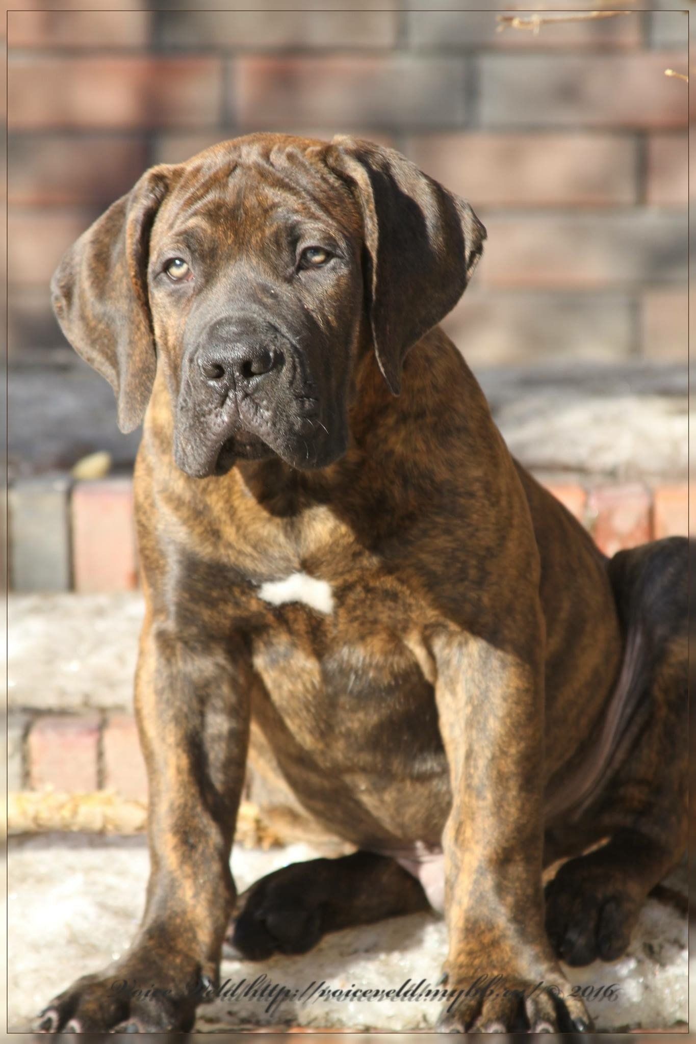 Texas Leontix Boerboels, South African Boerboels in Texas.