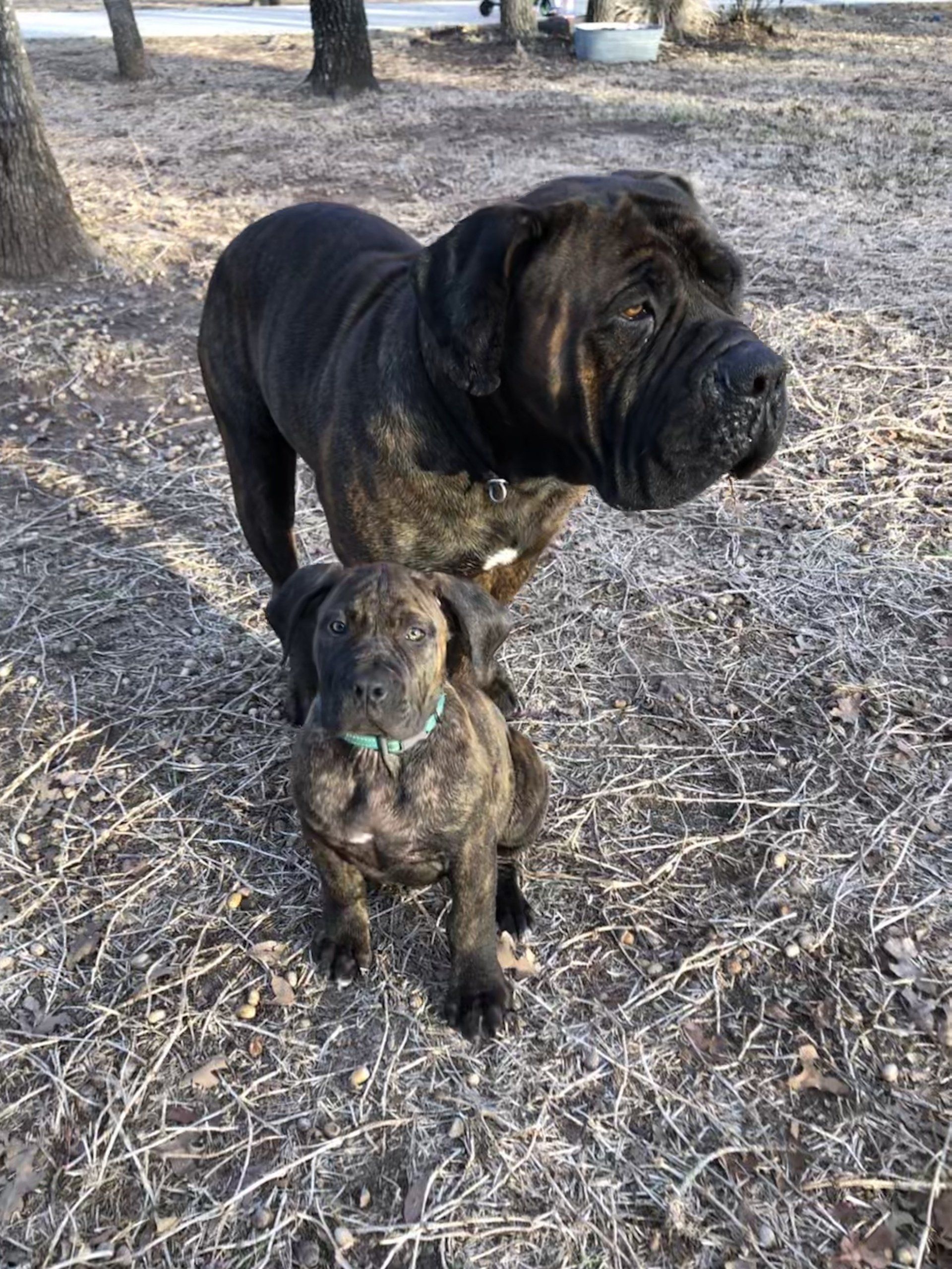 boerboel champion bloodline download boerboel champion bloodline download