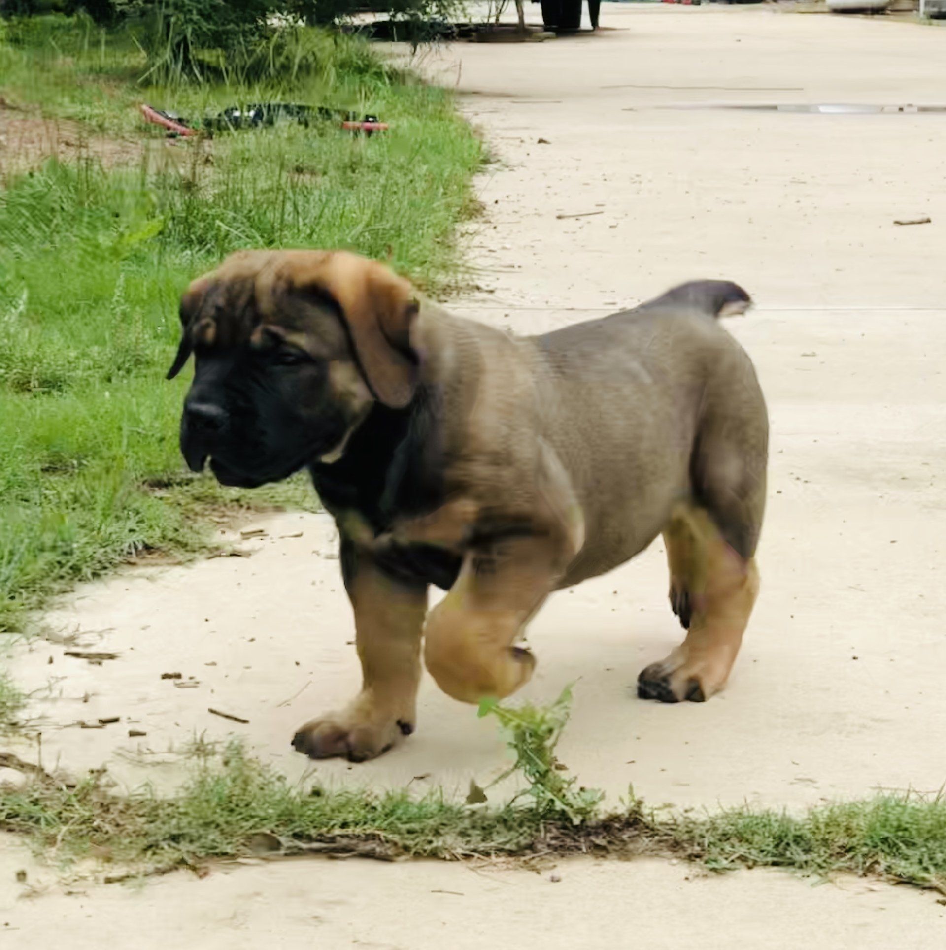 Texas Leontix Boerboels, South African Boerboels in Texas.