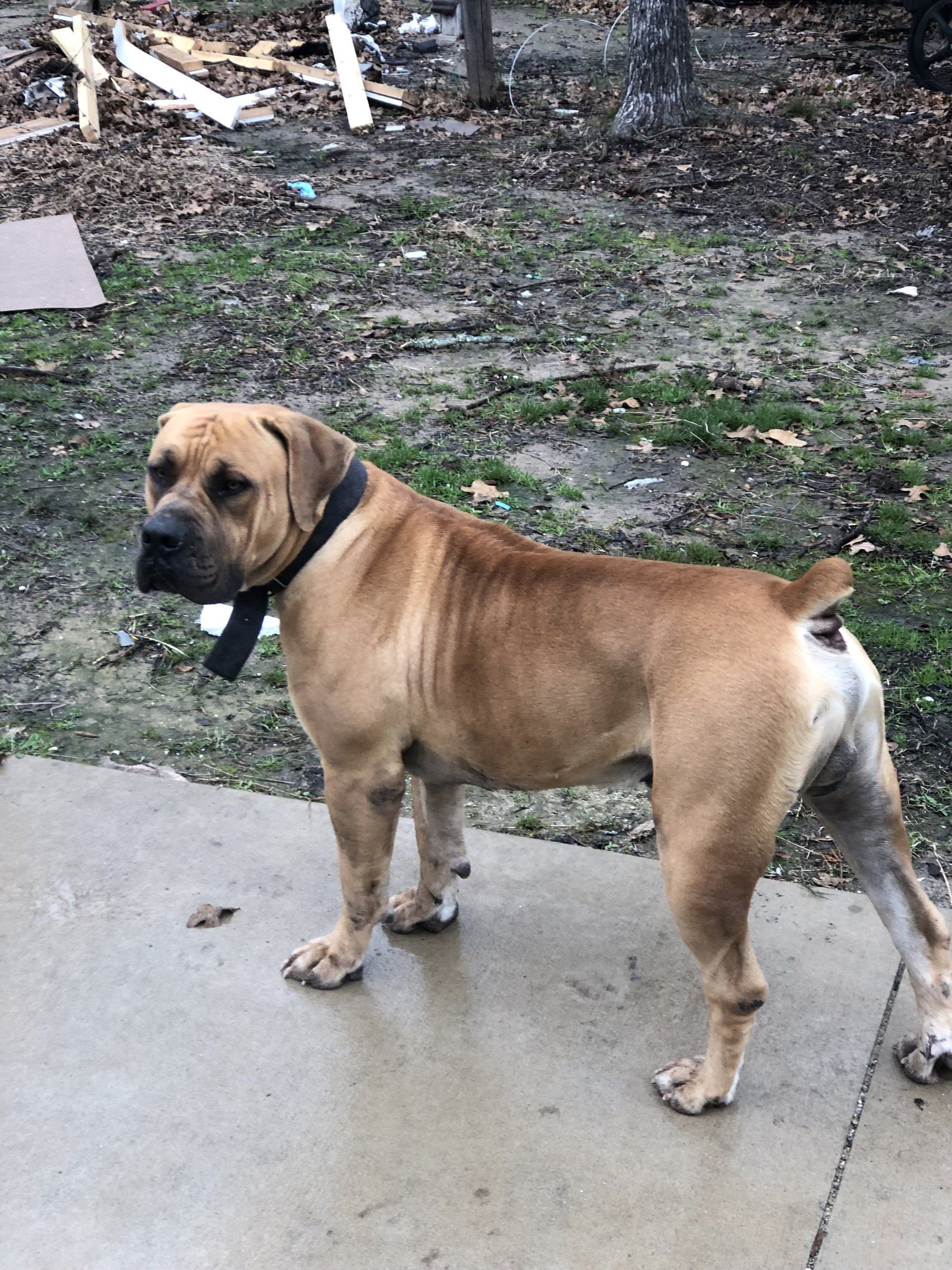 Texas Leontix Boerboels, South African Boerboels in Texas.