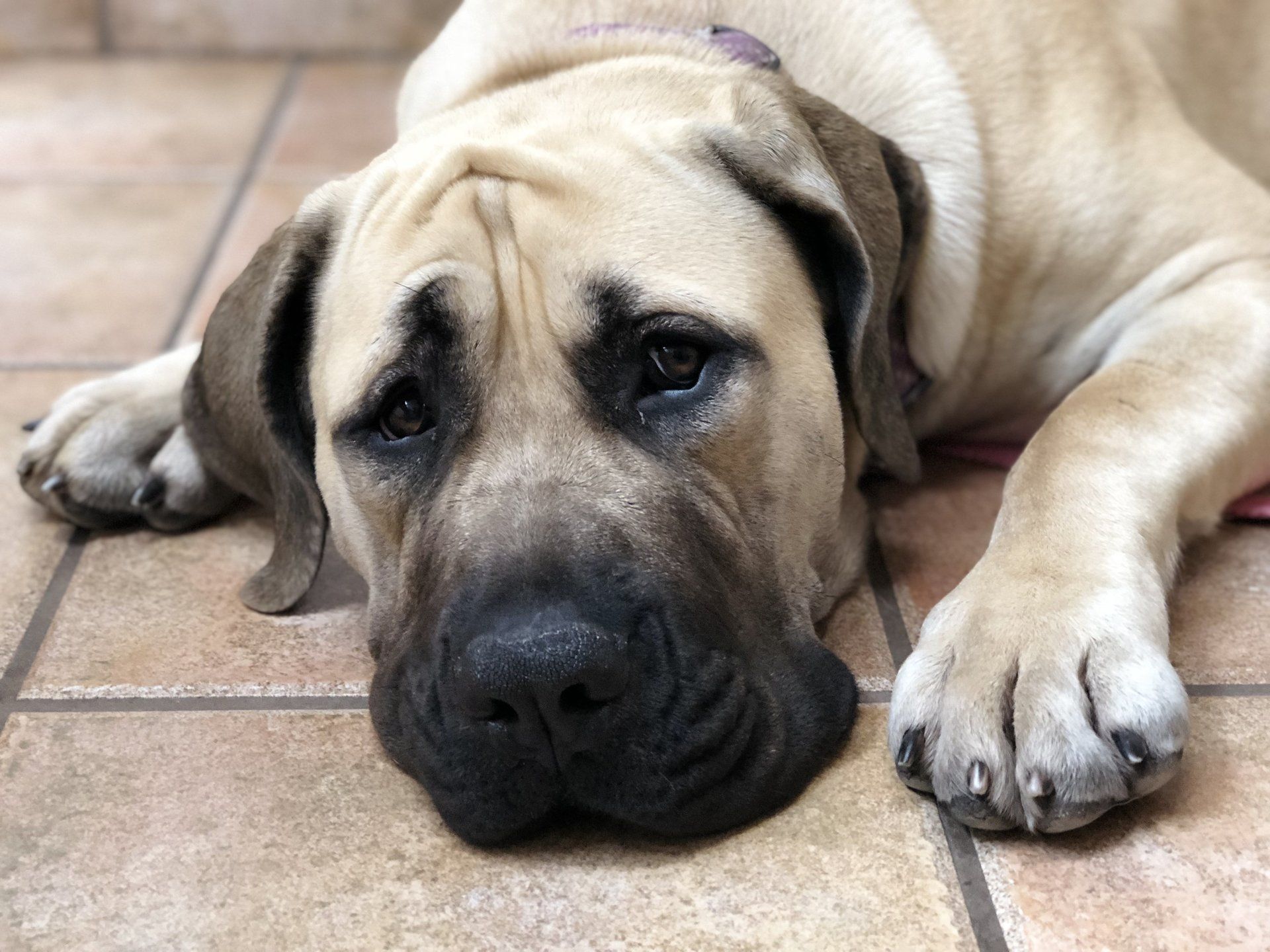 Texas Leontix Boerboels, South African Boerboels in Texas.