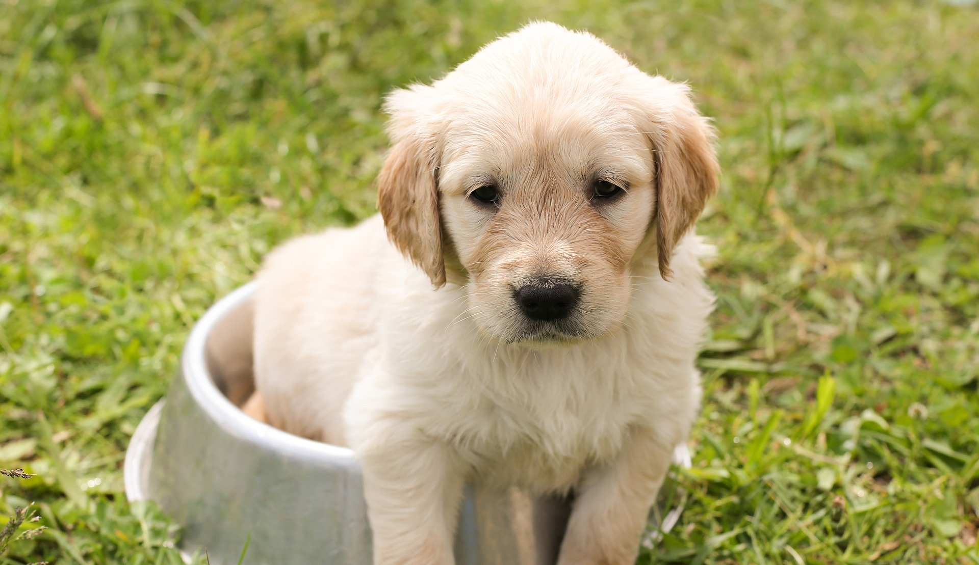 Wenn der Hund alles frisst, was er findet&hellip;