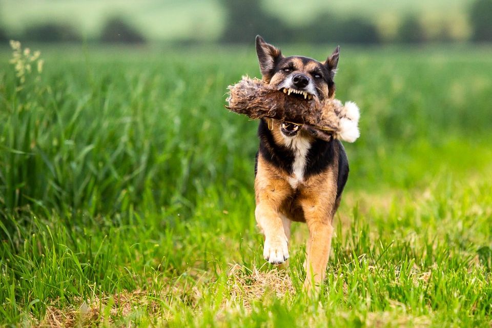 Warum jagen Hunde?