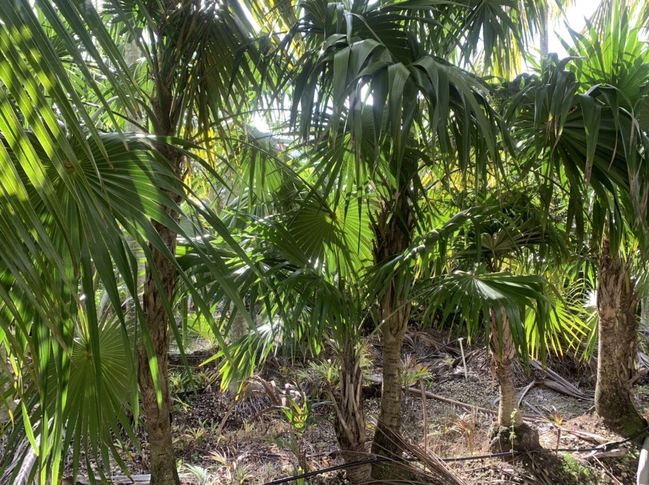 Exotic palm/ Tropical palm