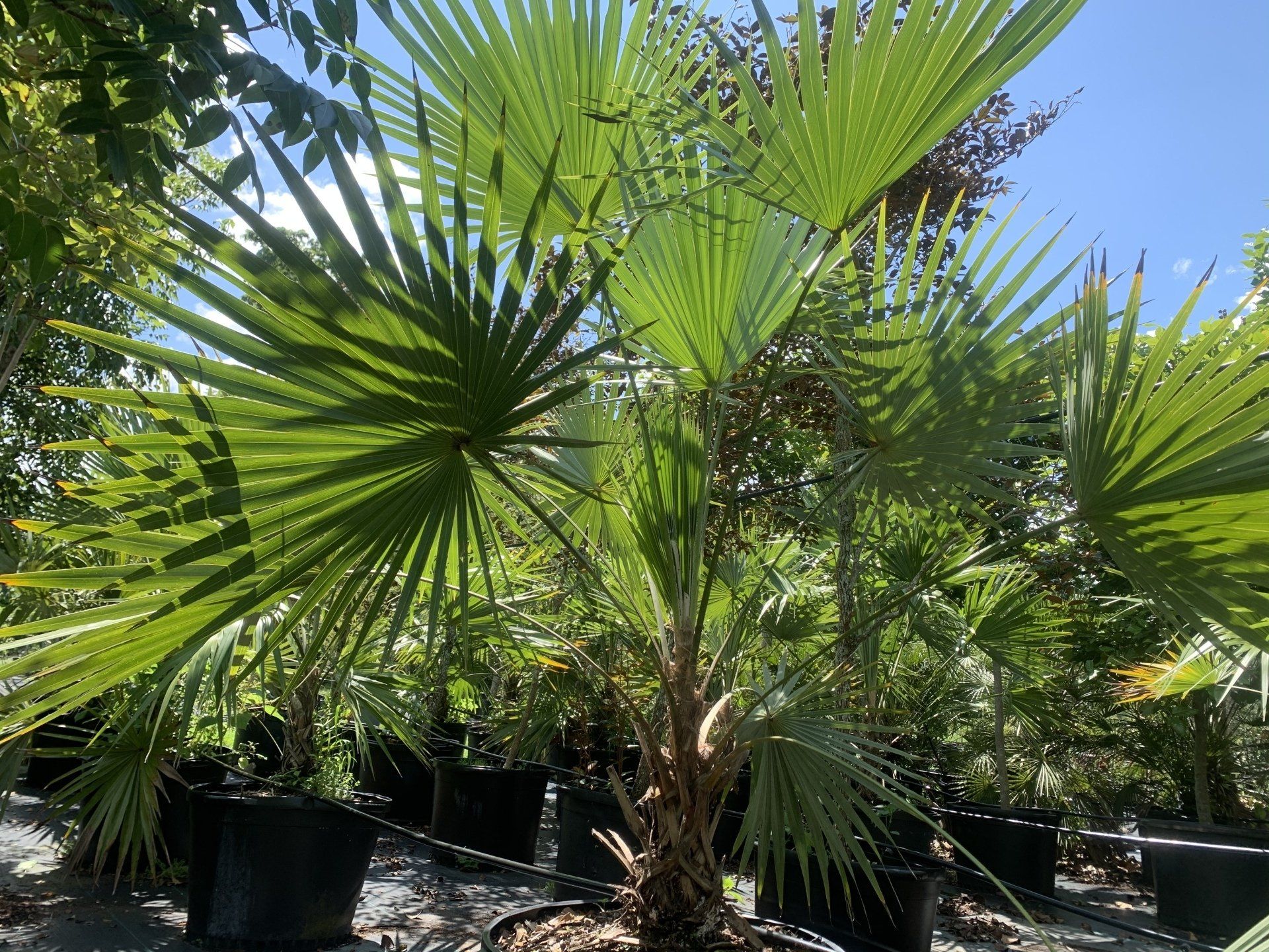 Tropical palms