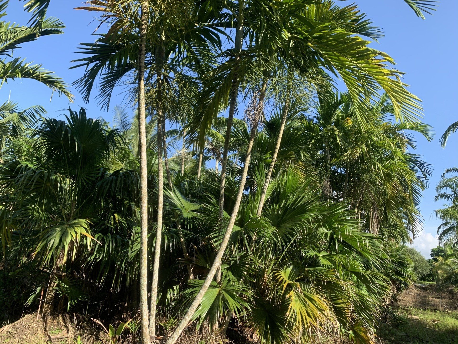 Tropical  palm tree