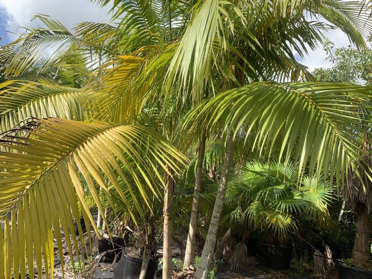 Exotic palm/ Tropical palm