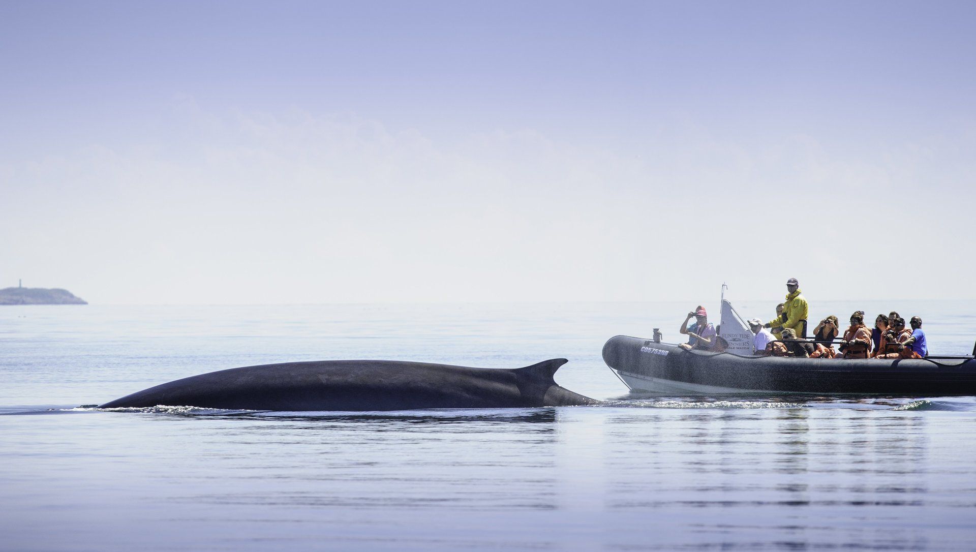 Meet the Whales of the Bay of Fundy