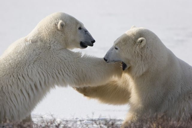 10 Fast Facts About Polar Bears