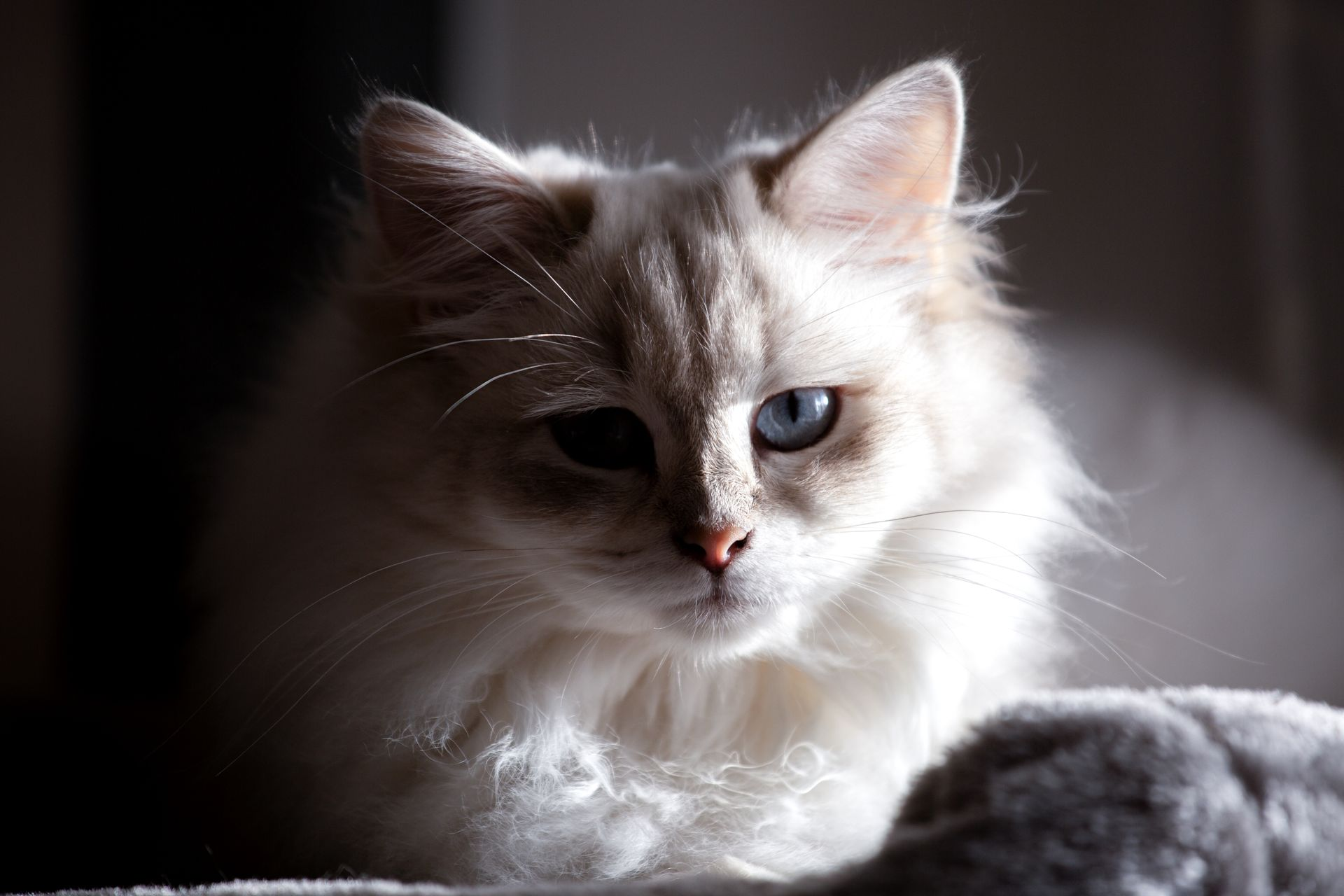 Ombra vom Schneewald