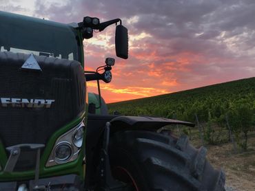Fendt-Traktor vor einem Weinberg bei Sonnenuntergang, teilweise im Vordergrund sichtbar.