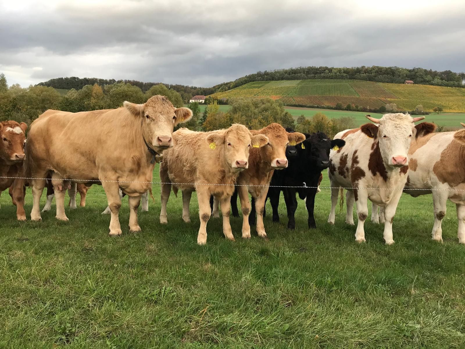 Rinderherde auf einer Weide vor herbstlicher Hügellandschaft mit Weinbergen, aufgenommen bei bewölktem Himmel.