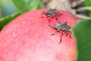 Halyomorpha halys