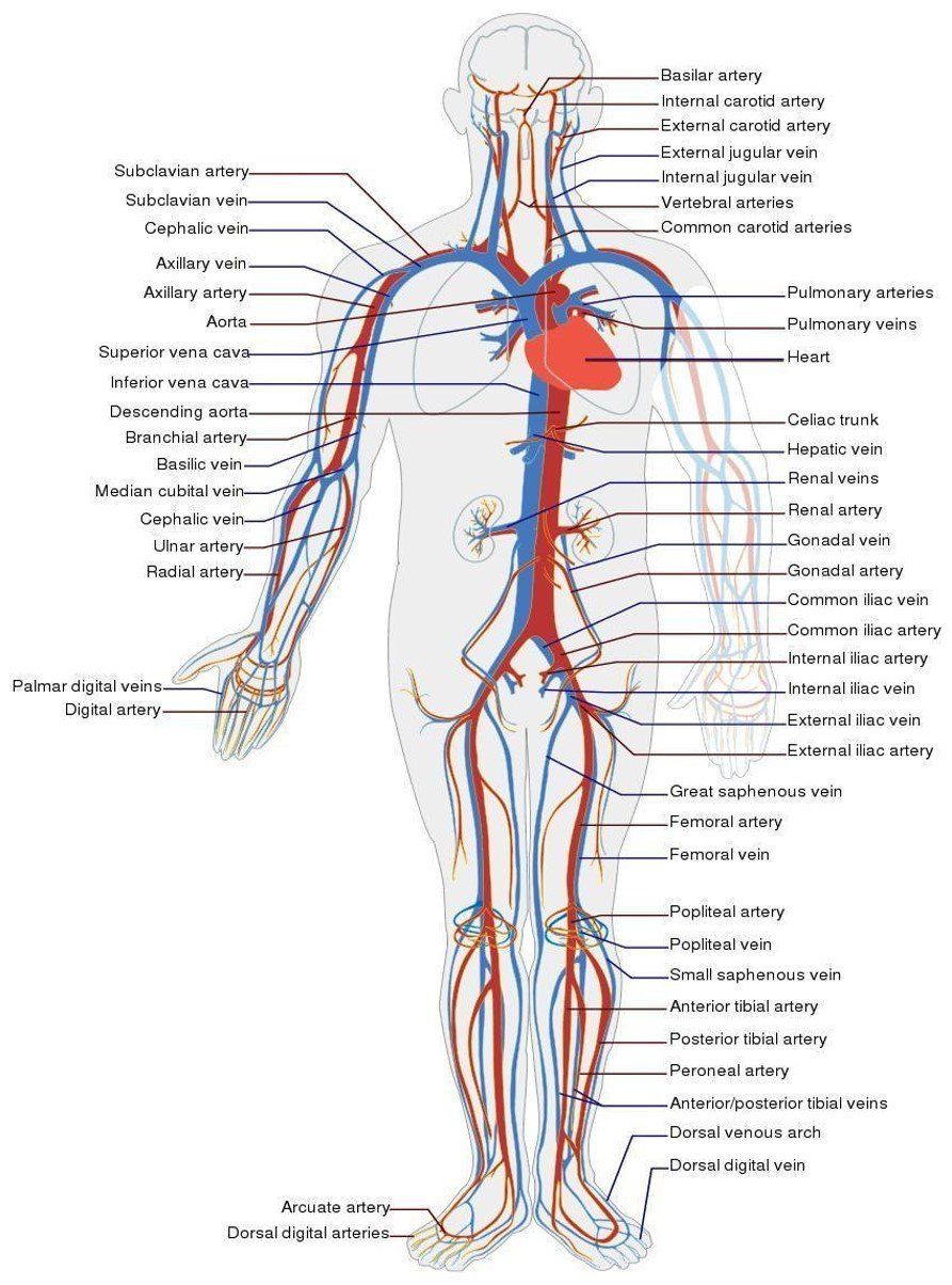 Arterial events caused by Vascular EDS